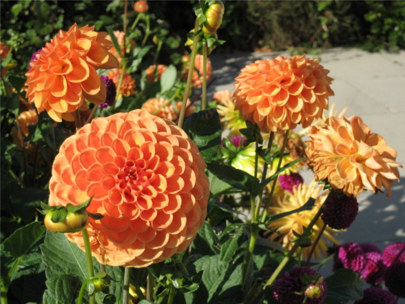 /attachments/51b4a9ad-88fc-11e7-9770-bc764e2038f2/09Oct- 078.jpg